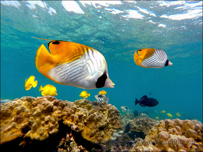 Underwater photo of yellow flat fish and black fish in bright aqua water