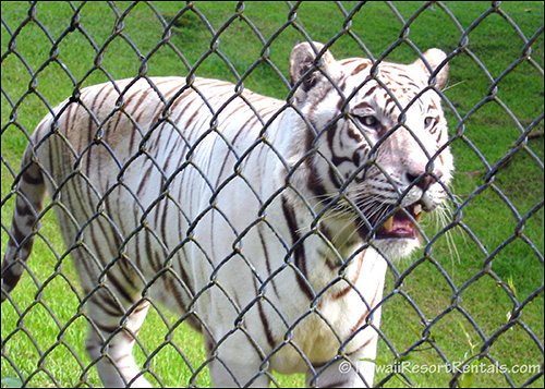 Close-up of a white and black striped tiger on a green lawn behind a chain-link fence